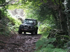 Land Rover driving down a green, leafy lane.